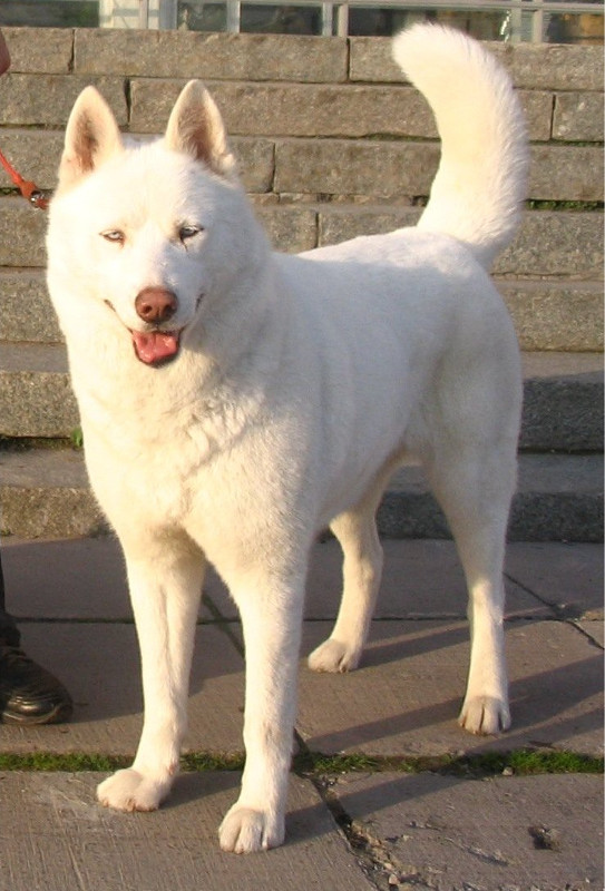 liubovs orée en russieb