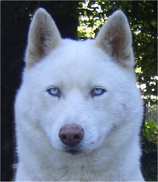 liubovs orée portrait 3