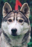 pedigree de lokiboden's mary