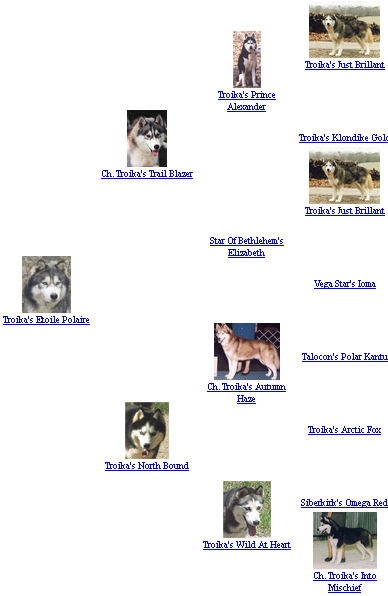 Les chiens Fondateurs de la lignée Liubov Les chiens Fondateurs de la lignée Liubov