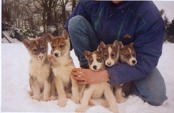 Les chiots à 4 mois Les chiots à 4 mois