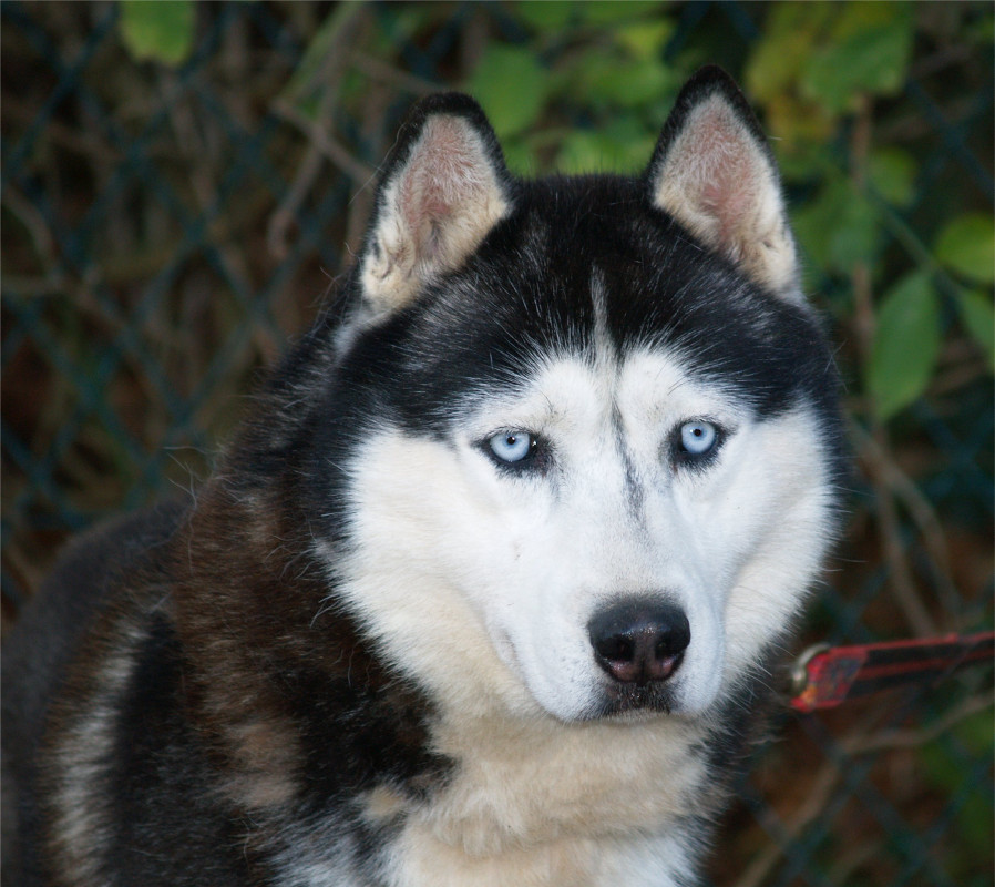 tzar sirius 4 ans 2b