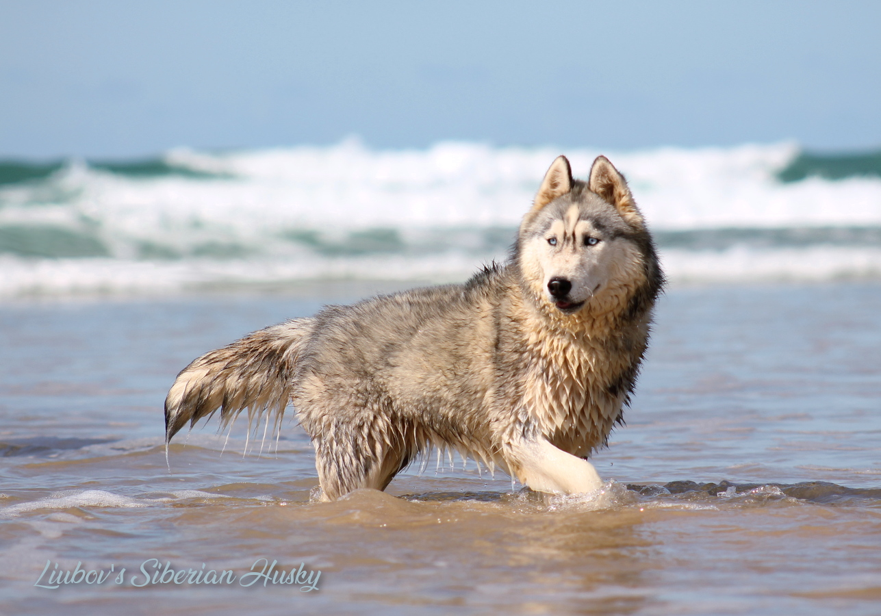 New Saphyr1 14 09 18