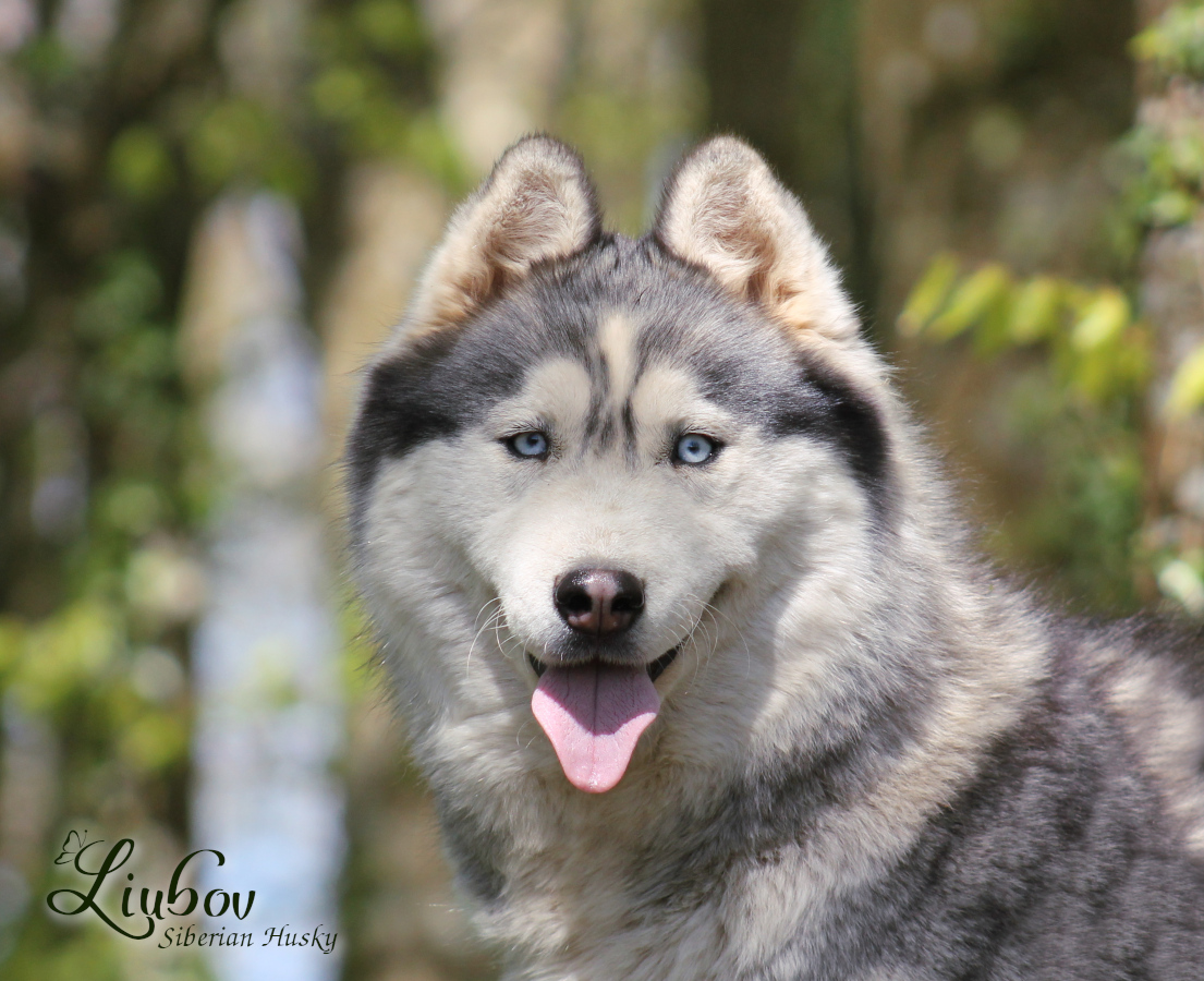 New Saphyr3 15 04 20