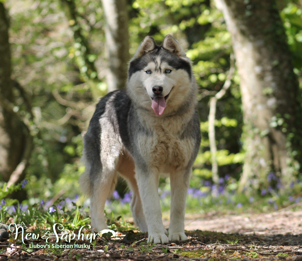 New saphyr1 15 04 20