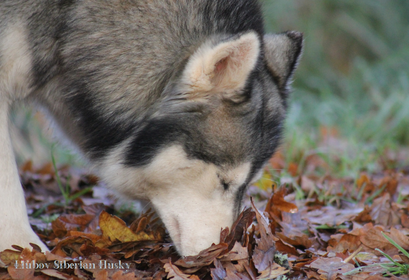 Husky Siberian