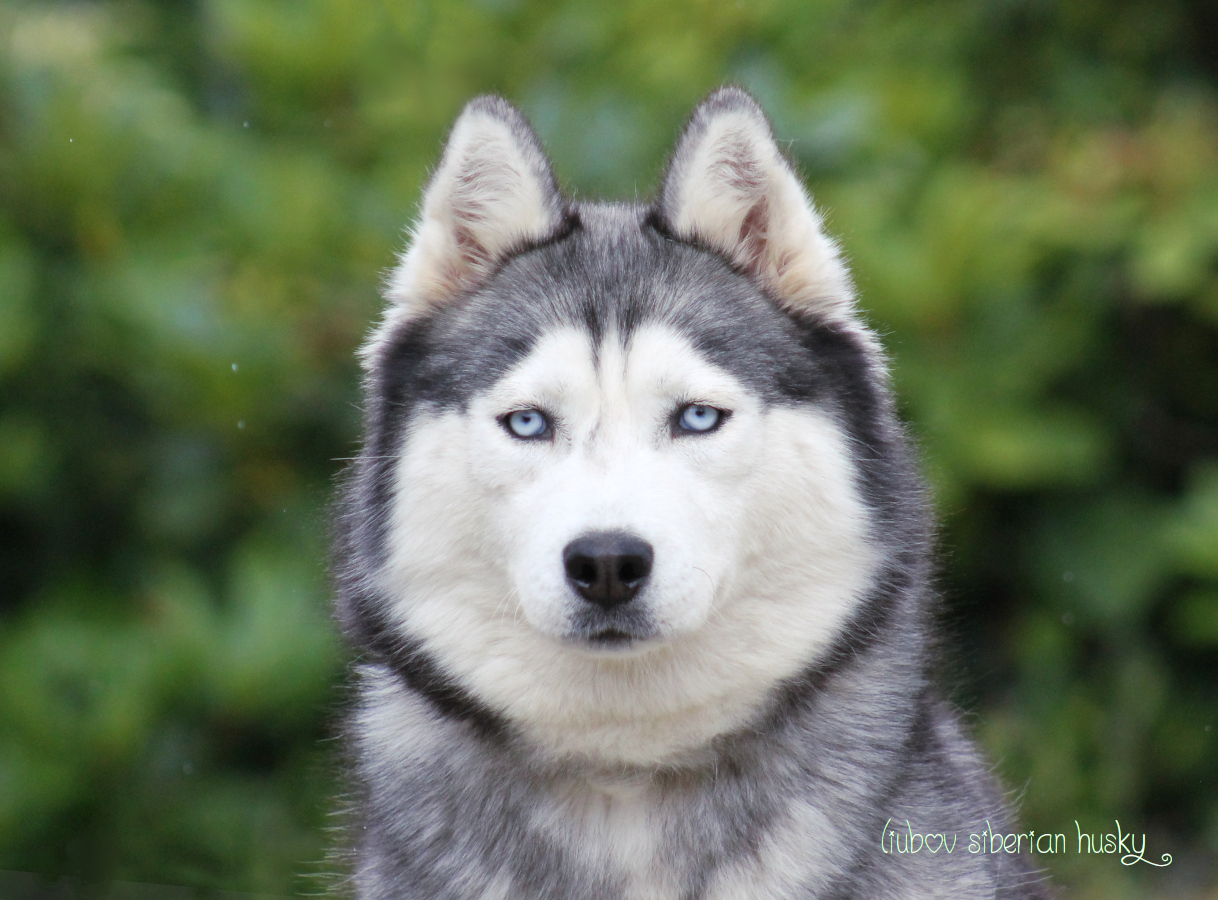 Husky gris