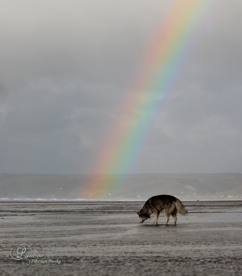 Husky rainbow
