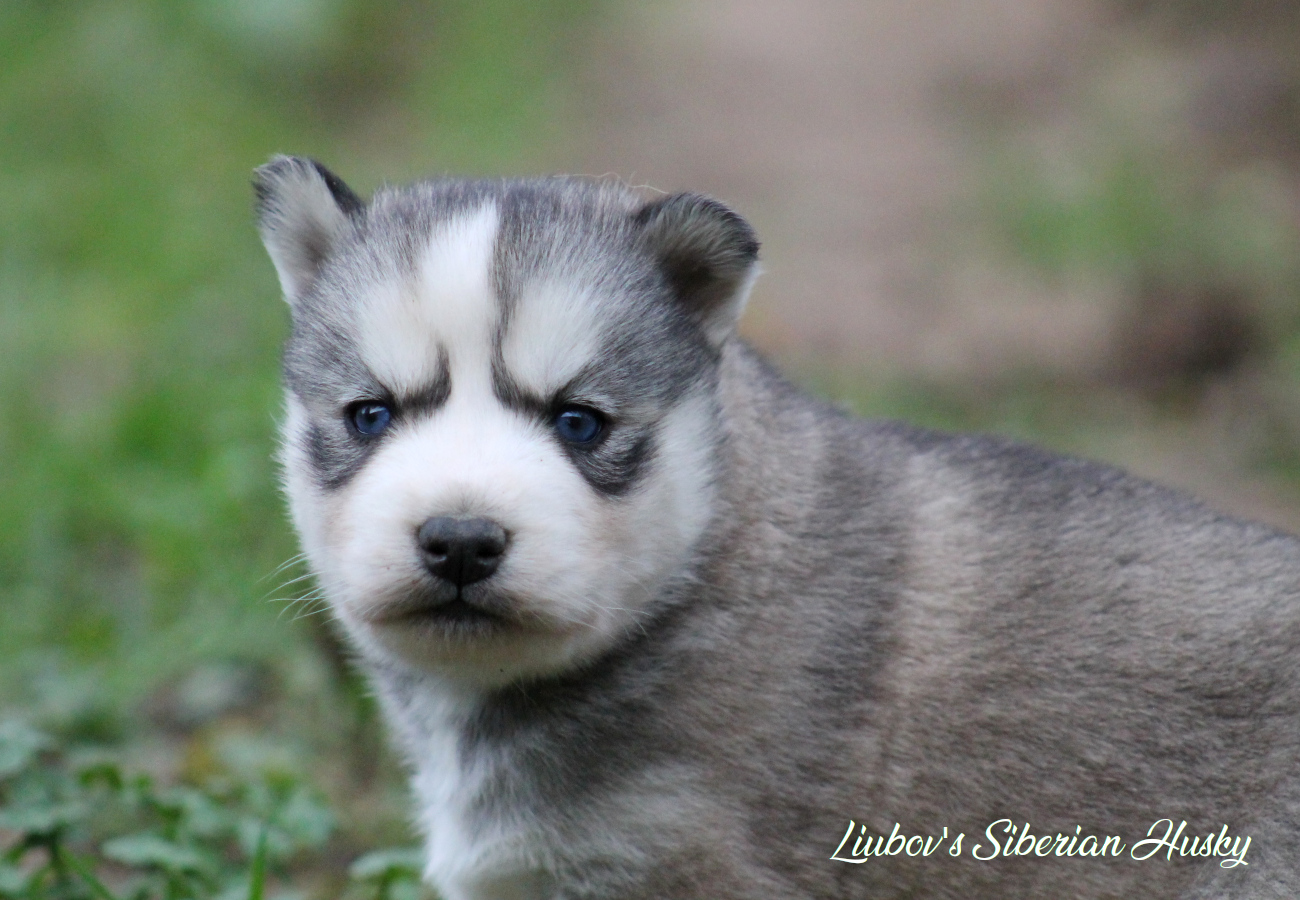 Pimprenelle 16 01 20