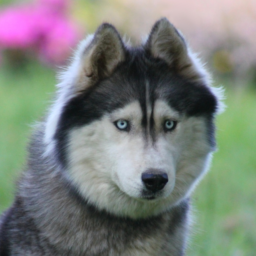 Husky