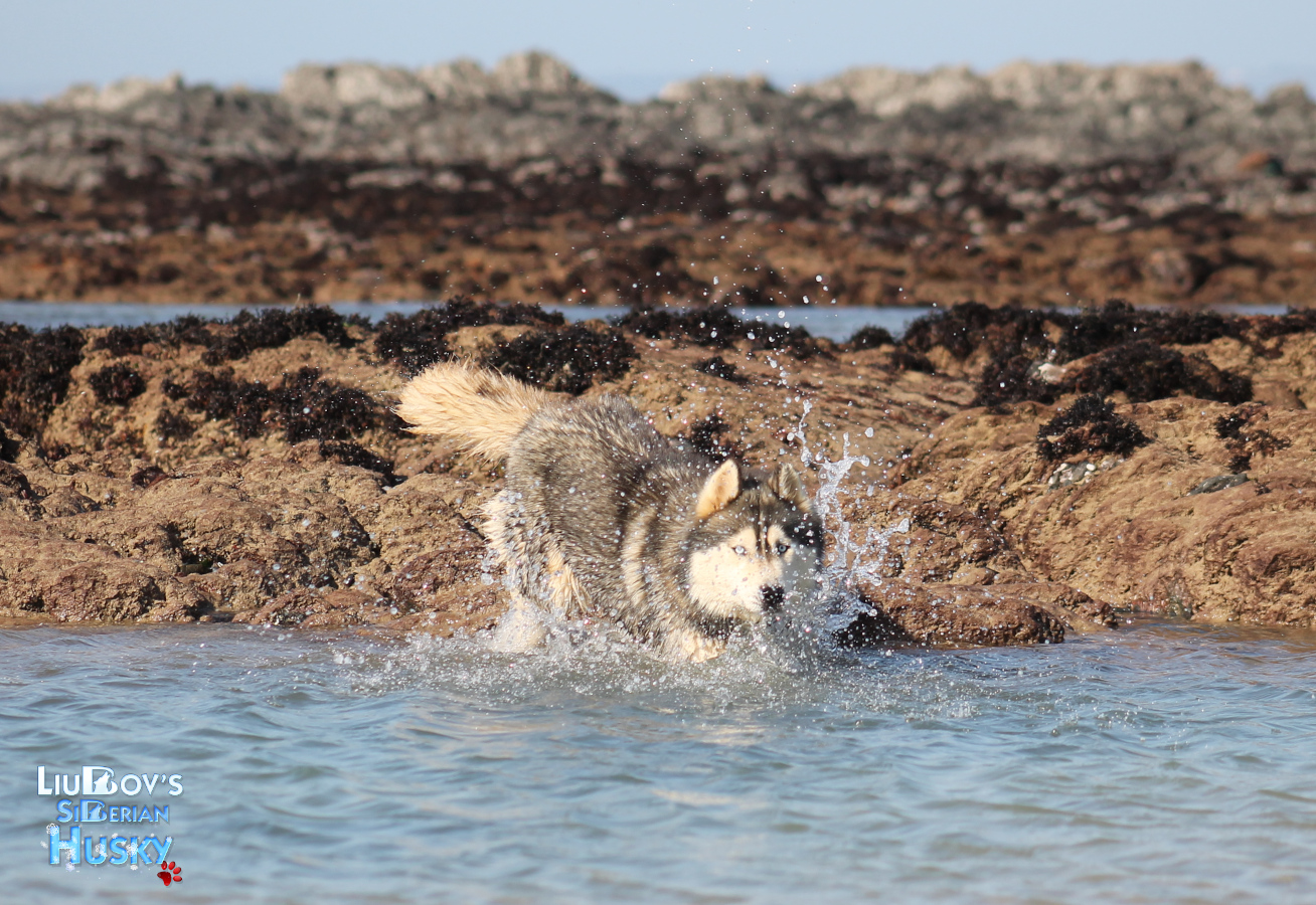 Husky plage