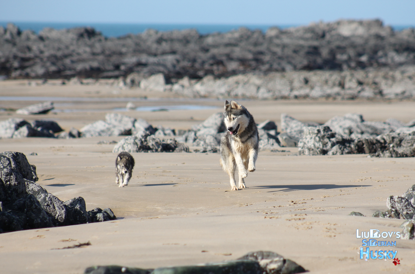 Huskies plage