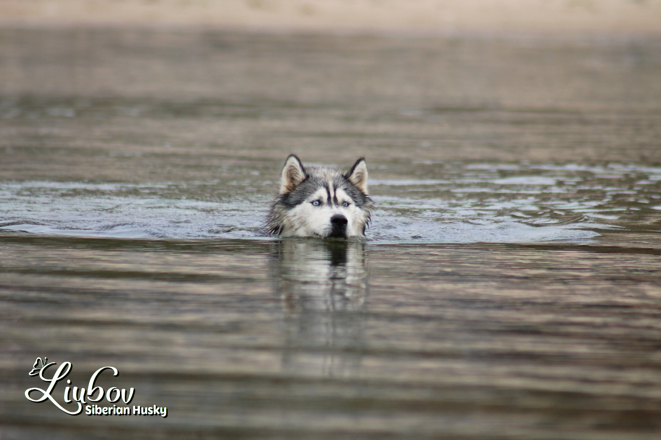Husky eau