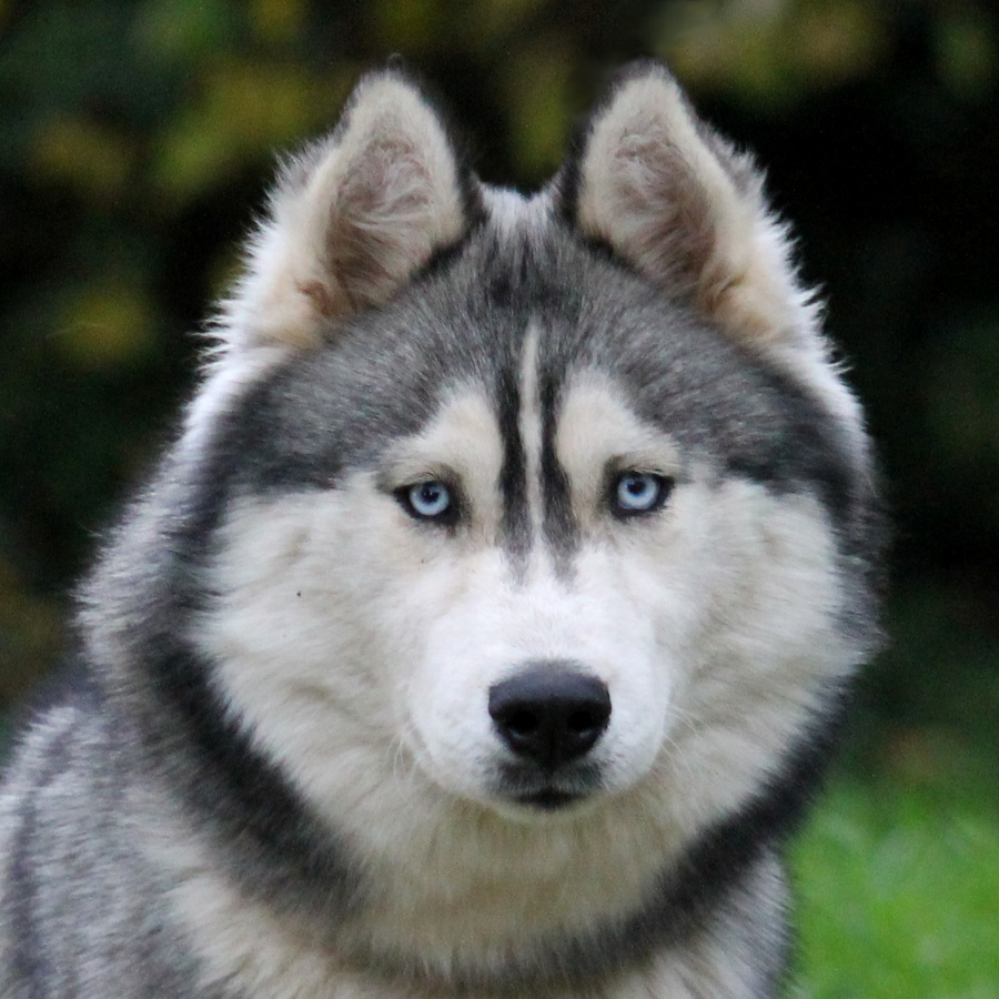 liubovs phoenix louve 02 12 19