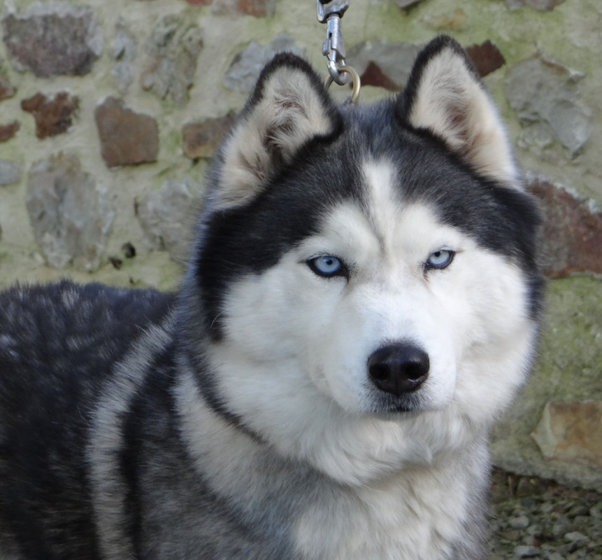 liubovs foolmoon 5 ans 2r