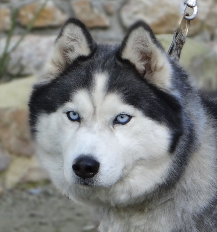 Liubov's d'améthyste