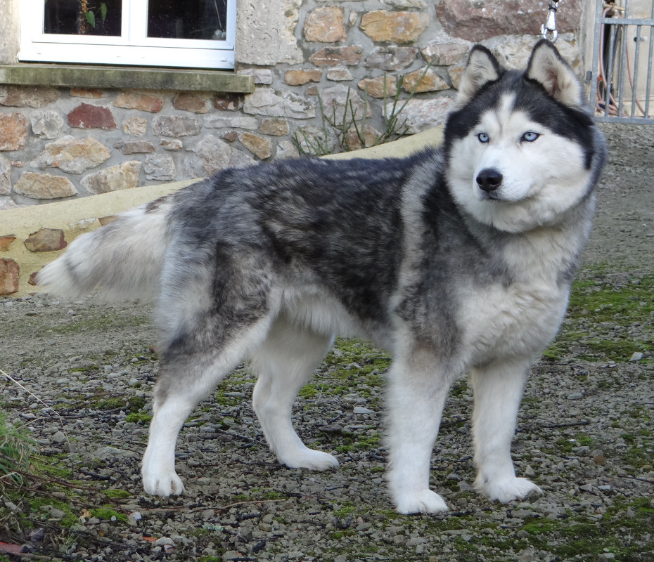 améthyste tete neige