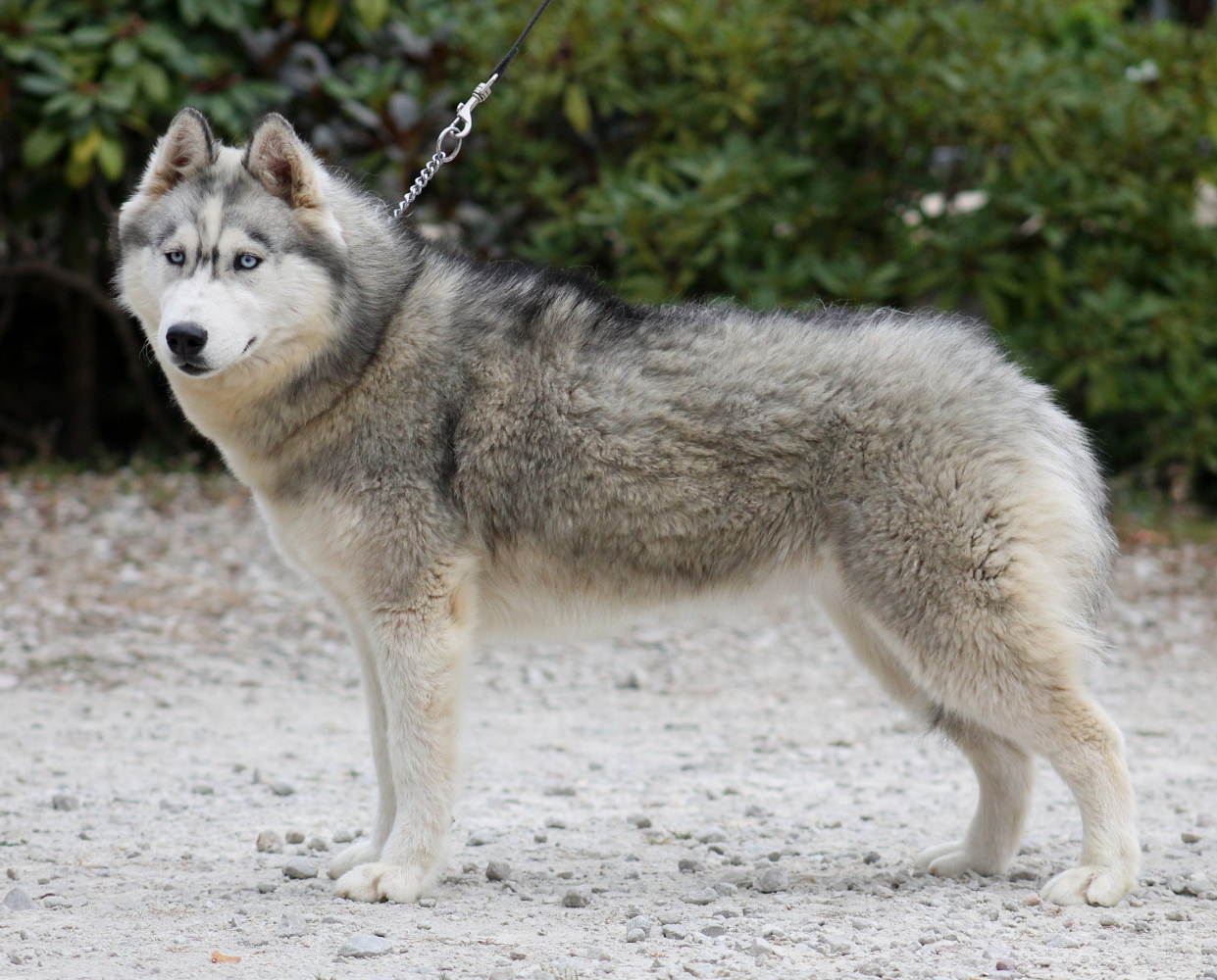 liubov's new saphyr 10 moisr