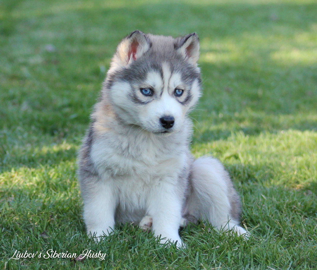liubovs opale bleue 2 mois