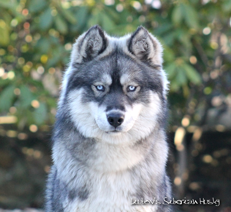 husky de sibérie