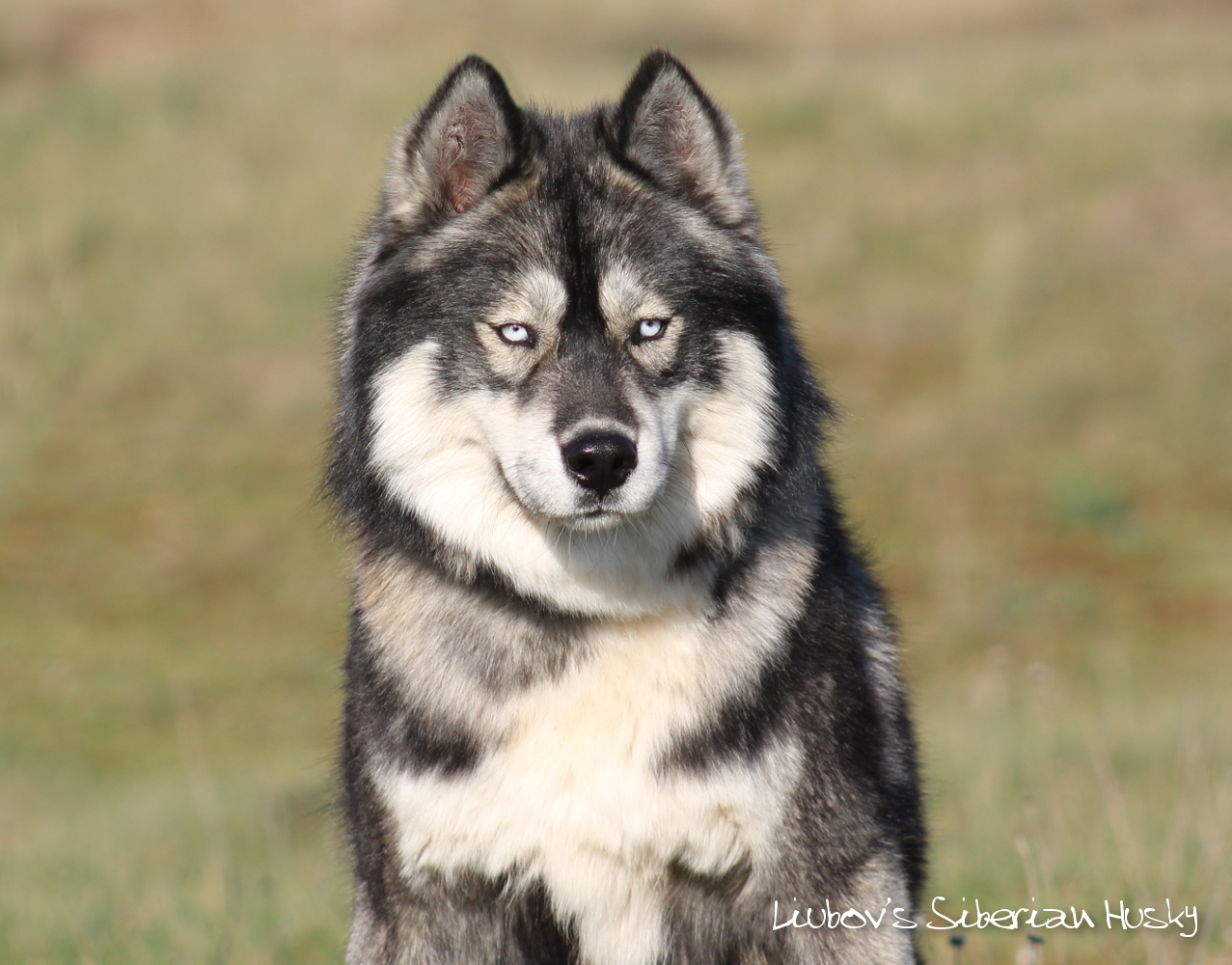 Husky gris loup sauvage yeux bleus