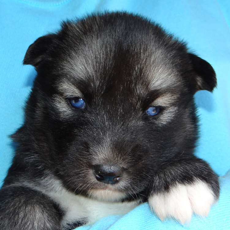 evolution minuit 3 sem