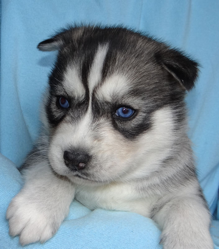 Liubov's Mystic 4 semaines