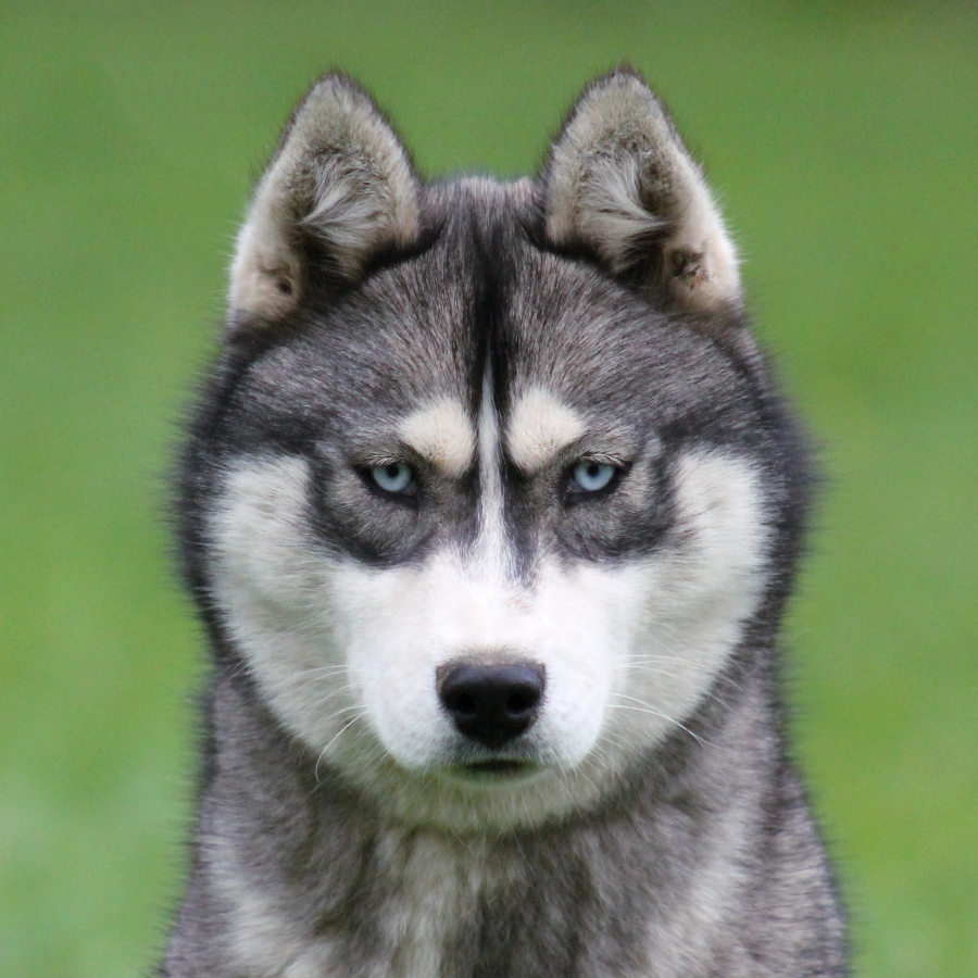 Husky gris loup sauvage yeux bleus