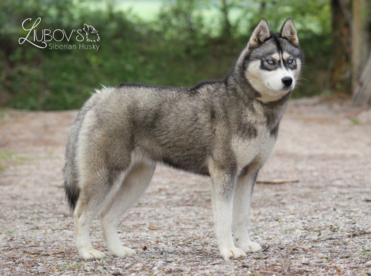 Panda profil 27 04 20