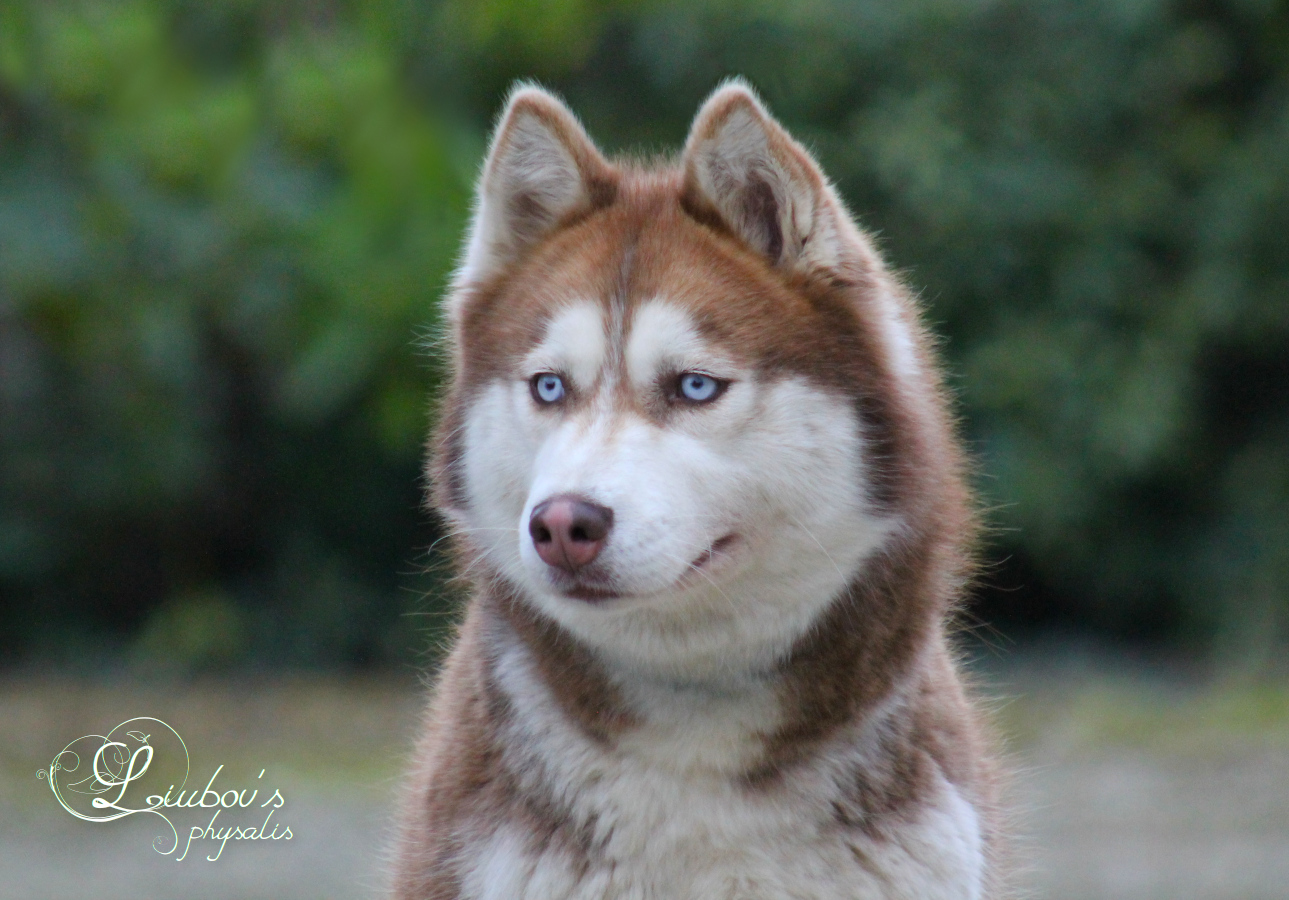 husky roux
