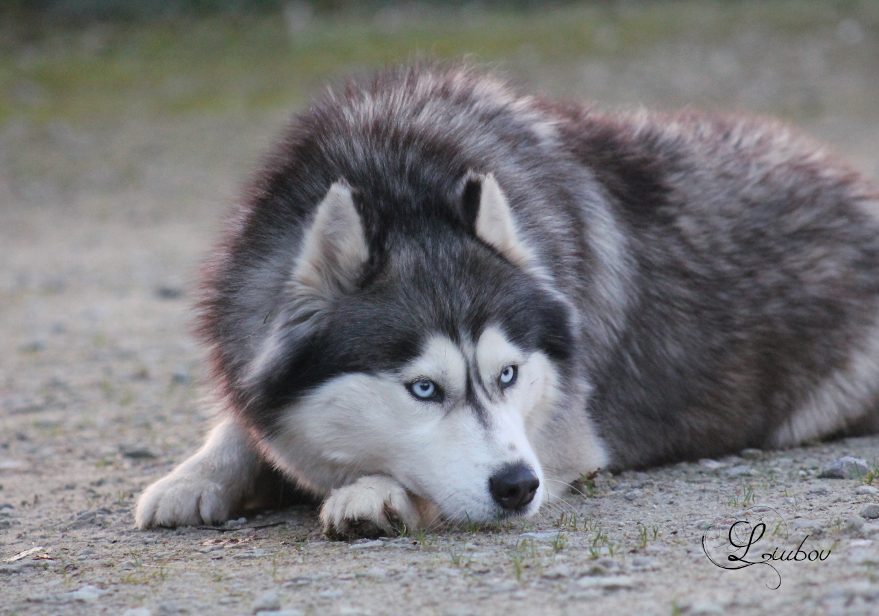 Husky de sibérie