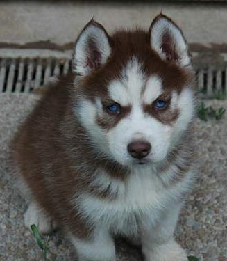 Husky chiot roux