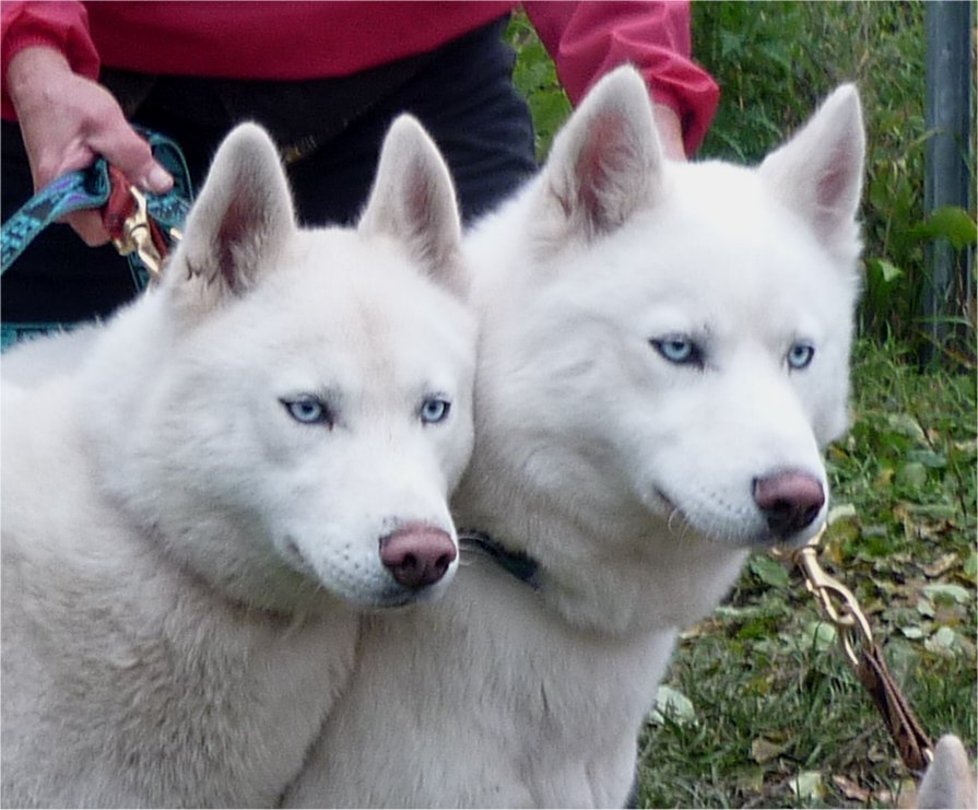 liubov's hanook et igloo