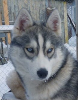 liubov's haurore boreale