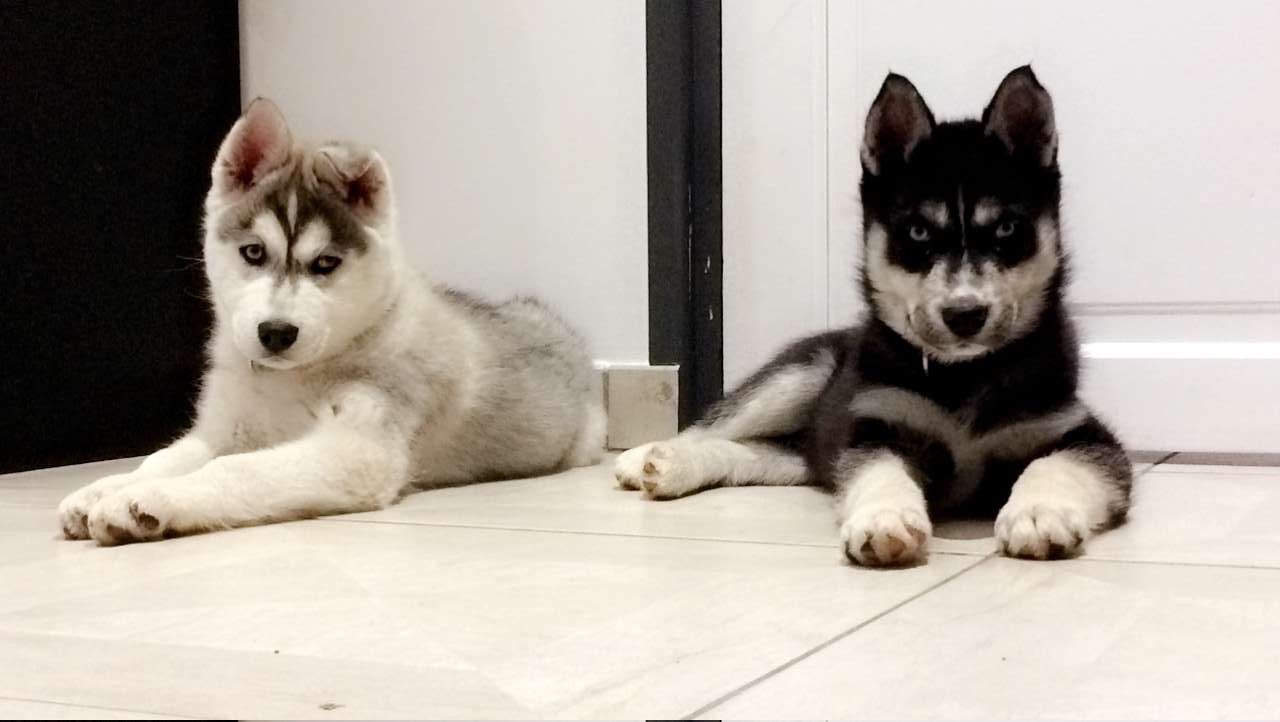 Me&iuml;ko & Moustik