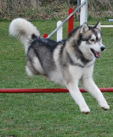 Liubov's Cheyenne en action